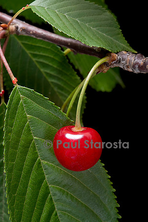 Prunus avium (merisier, cerisier des oiseaux) - fruit ou merise