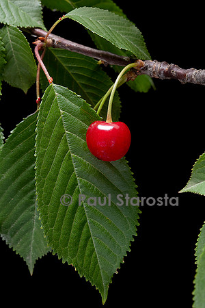 Prunus avium (merisier, cerisier des oiseaux) - fruit ou merise
