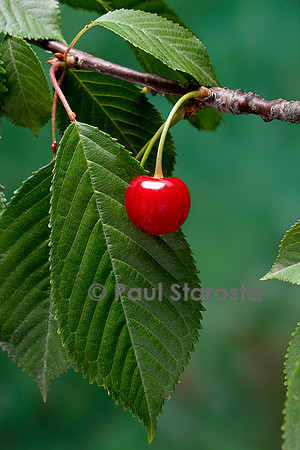 Prunus avium (merisier, cerisier des oiseaux) - fruit ou merise