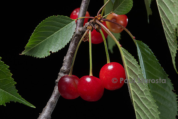 Prunus avium (merisier, cerisier des oiseaux) - fruit ou merise