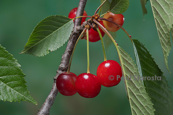 Prunus avium (merisier, cerisier des oiseaux) - fruit ou merise
