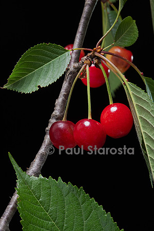 Prunus avium (merisier, cerisier des oiseaux) - fruit ou merise