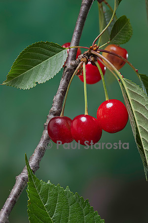 Prunus avium (merisier, cerisier des oiseaux) - fruit ou merise