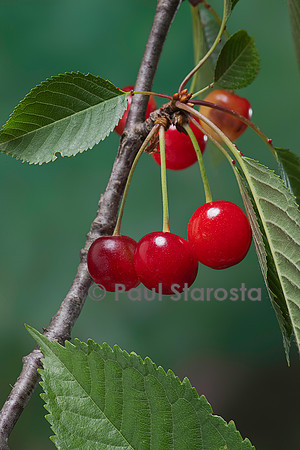 Prunus avium (merisier, cerisier des oiseaux) - fruit ou merise