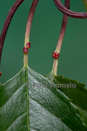 Nectaires sur le pétiole d'une feuille de merisier (Prunus avium)