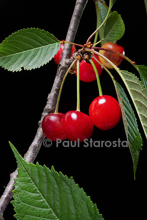 Prunus avium (merisier, cerisier des oiseaux) - fruit ou merise