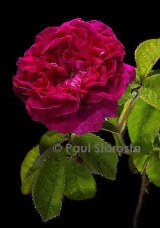 Rosa gallica ‘Pucelle de Lille’