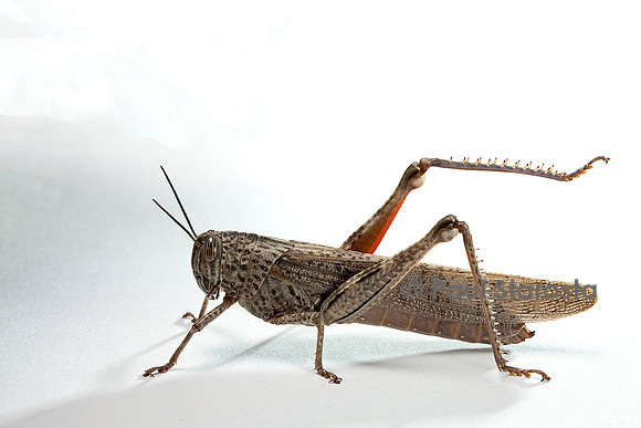 Anacridium aegyptium (criquet égyptien)