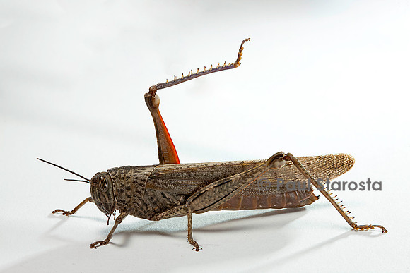 Anacridium aegyptium (criquet égyptien)