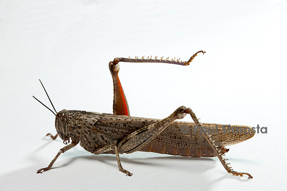 Anacridium aegyptium (criquet égyptien)
