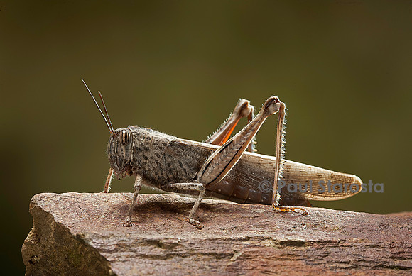 Anacridium aegyptium (criquet égyptien)