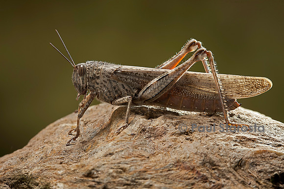 Anacridium aegyptium (criquet égyptien)