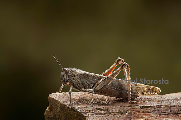 Anacridium aegyptium (criquet égyptien)