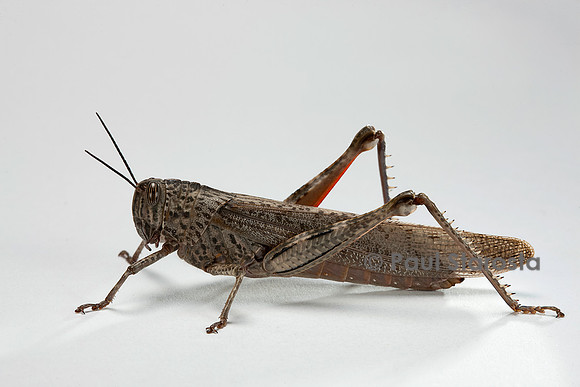 Anacridium aegyptium (criquet égyptien)