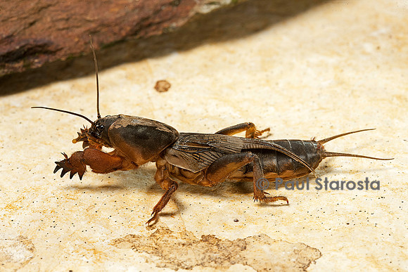 Gryllotalpa gryllotalpa (courtilière, grillon-taupe)