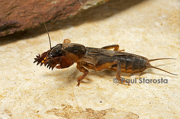 Gryllotalpa gryllotalpa (courtilière, grillon-taupe)