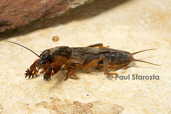 Gryllotalpa gryllotalpa (courtilière, grillon-taupe)