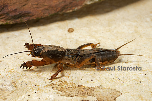 Gryllotalpa gryllotalpa (courtilière, grillon-taupe)