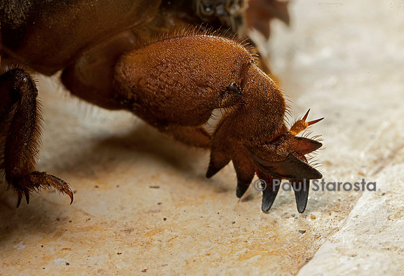 Gryllotalpa gryllotalpa (courtilière, grillon-taupe)- patte avant