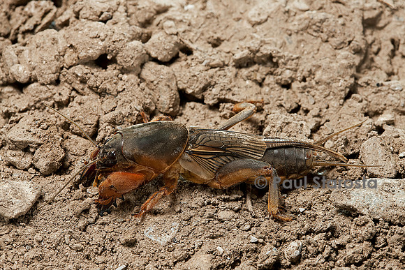 Gryllotalpa gryllotalpa (courtilière, grillon-taupe)