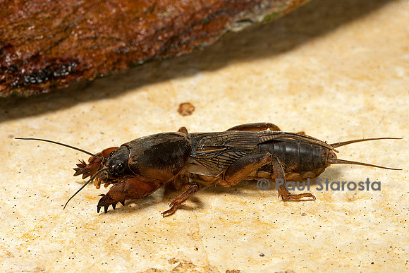 Gryllotalpa gryllotalpa (courtilière, grillon-taupe)