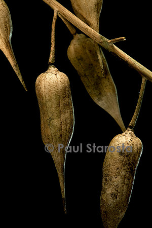 Raphanus sativus var. niger (radis noir) - fruit