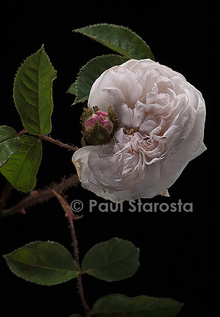Rosa X centifolia muscosa ‘Blanche Moreau’