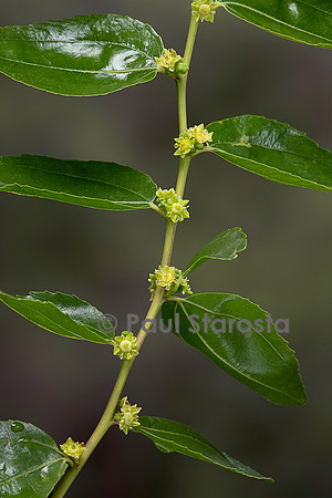 Ziziphus jujuba (jujubier) - fleurs