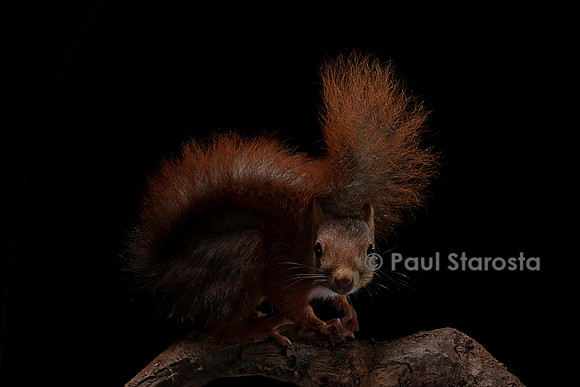Sciurus vulgaris (écureuil roux)