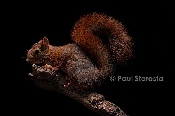 Sciurus vulgaris (écureuil roux)