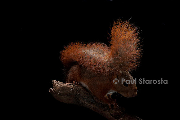 Sciurus vulgaris (écureuil roux)