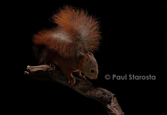 Sciurus vulgaris (écureuil roux)
