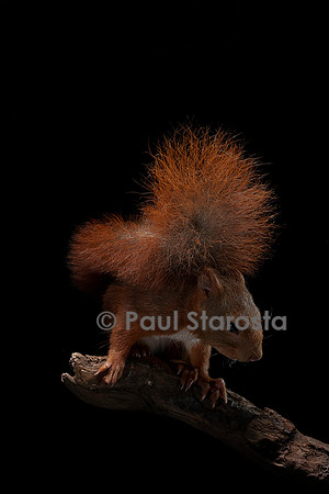 Sciurus vulgaris (écureuil roux)