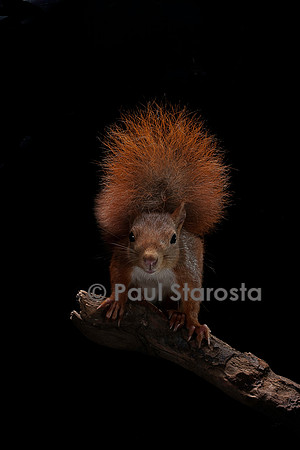 Sciurus vulgaris (écureuil roux)