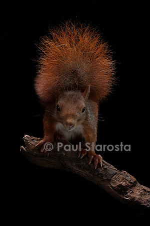 Sciurus vulgaris (écureuil roux)
