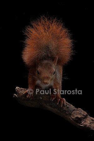 Sciurus vulgaris (écureuil roux)