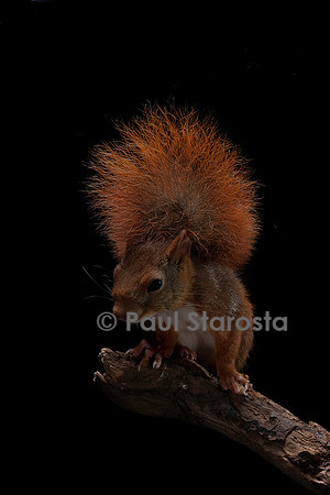Sciurus vulgaris (écureuil roux)