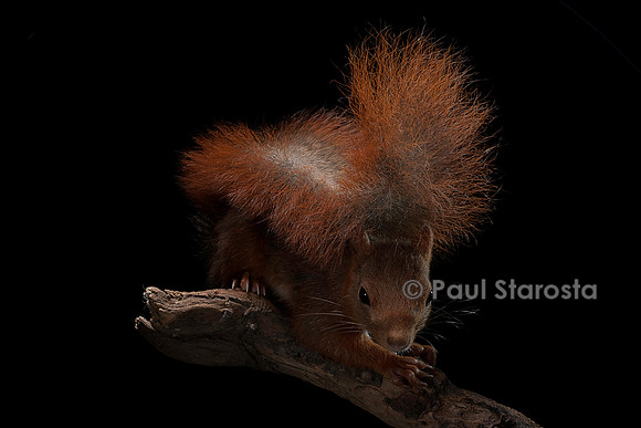 Sciurus vulgaris (écureuil roux)