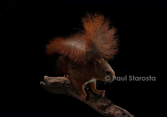 Sciurus vulgaris (écureuil roux)