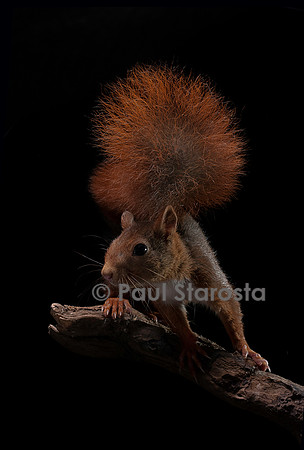Sciurus vulgaris (écureuil roux)