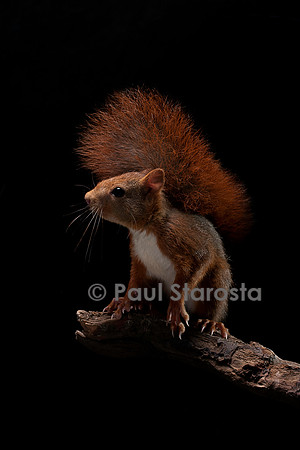 Sciurus vulgaris (écureuil roux)