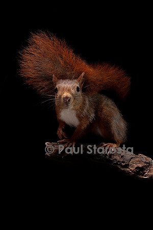 Sciurus vulgaris (écureuil roux)