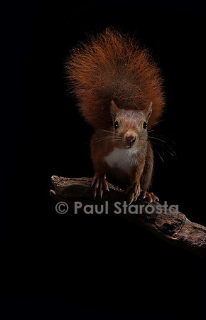 Sciurus vulgaris (écureuil roux)