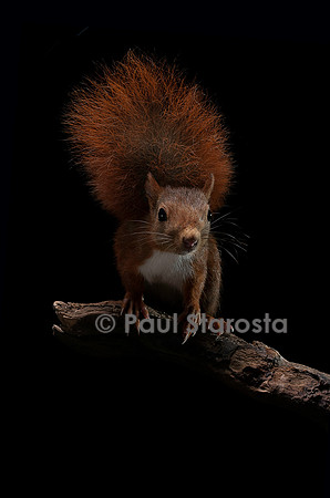 Sciurus vulgaris (écureuil roux)