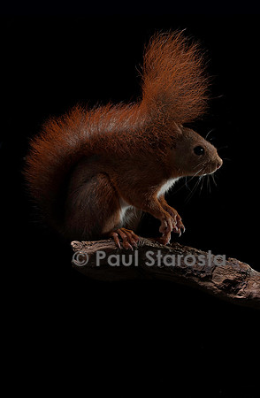 Sciurus vulgaris (écureuil roux)