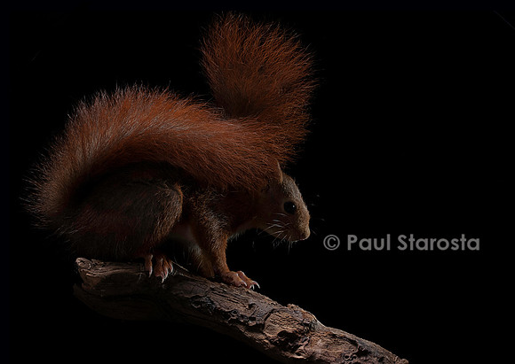 Sciurus vulgaris (écureuil roux)