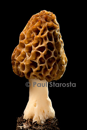 Morchella esculenta (morille comestible)