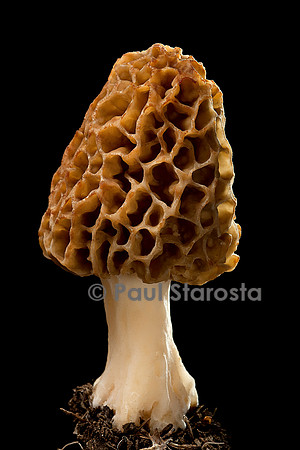 Morchella esculenta (morille comestible)
