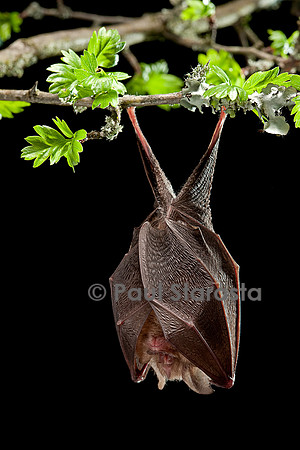 Rhinolophus hipposideros (petit fer à cheval)