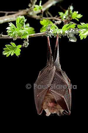 Rhinolophus hipposideros (petit fer à cheval)
